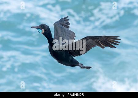 Cormoran de Brandt, Urile penicillatus, adulte seul en plumage de reproduction débarquant sur la falaise, la Jolla, San Diego, Californie, États-Unis Banque D'Images