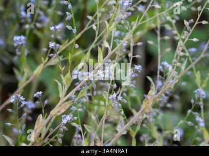 Förgätmigej Myosotis Scorpioides le vrai Forget-me-not Banque D'Images