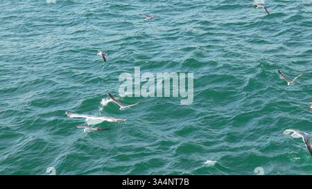 Mouettes nourrissant la faune sauvage eaux côtières : oiseaux cherchant de la nourriture sur les vagues agitées de l'océan. Banque D'Images