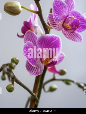 Gros plan d'une branche d'orchidée rose-violet avec des fleurs délicates et des bourgeons non ouverts Banque D'Images