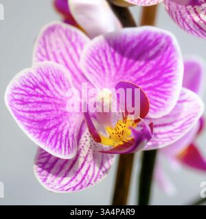 Gros plan d'une branche d'orchidée rose-violet avec des fleurs délicates et des bourgeons non ouverts Banque D'Images