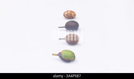 Mascarade des feuilles et fruits de l'arbre (Antiaris africana) isolés sur blanc, stades de maturité du vert au noir illustrant l'identification des plantes Banque D'Images