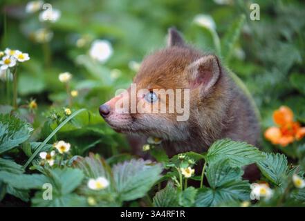 Renard rouge (Vulpes vulpes) caché dans une parcelle de fraises sauvages, Berwickshire, Écosse, mai Banque D'Images
