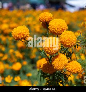 Flores de cempasúchil ou Marigold fleurit à Atlixco pendant la fête du jour des morts. Banque D'Images