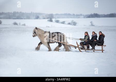 Étalon de Tinker irlandais Banque D'Images
