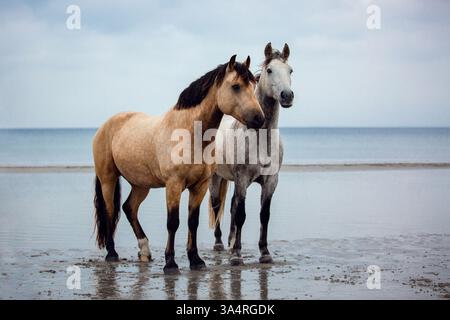 Poneys Banque D'Images