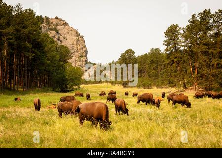 Troupeau de bisons pâturant près d'un affleurement rocheux dans le parc national de Custer dans le Dakota du Sud. Banque D'Images