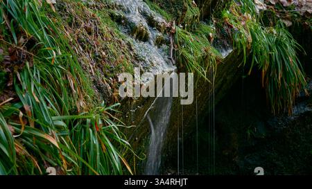 Ruisseau de montagne immaculé traversant une forêt tropicale luxuriante avec Mossy Rocks et une végétation vibrante. Cascade sereine coulant au-dessus de Rocks In Banque D'Images