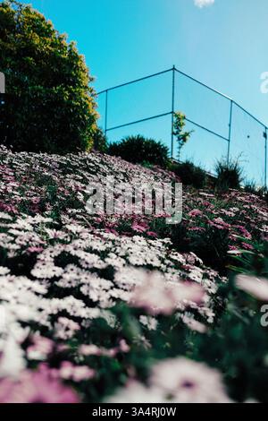 Un mélange rêveur de chrysanthèmes sur fond de ciel et de filet, des couches de couleurs et de contrastes. Capturé à Hobart, en Australie. 💜🌸☁️✨ Banque D'Images