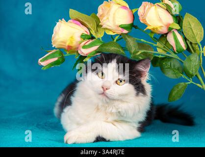 Drôle petit chaton noir et blanc repose sur une couverture bleue avec des roses artificielles Banque D'Images