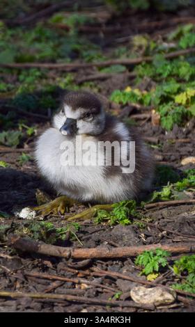 Londres, Royaume-Uni. 19 mars 2025. Un gosset égyptien nouveau-né repose à St James's Park dans le centre de Londres. Crédit : Vuk Valcic/Alamy Live News Banque D'Images