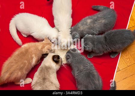 Sept chatons mangent dans une assiette sur fond rouge. Vue de dessus Banque D'Images