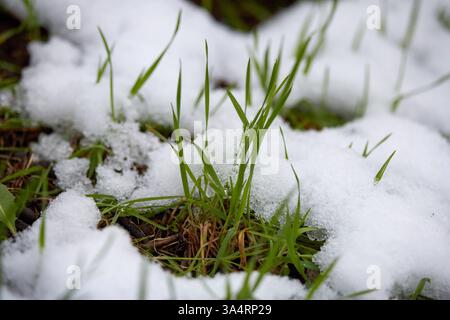 herbe verte émergeant de la neige Banque D'Images