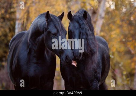 2 Frisésiens Banque D'Images