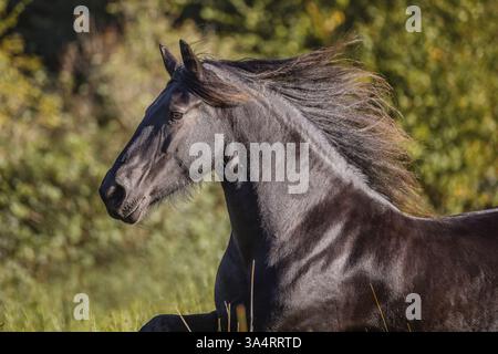 Jument frison Banque D'Images