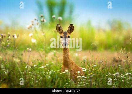 Cerf roé dans les hautes herbes, jour d'été Banque D'Images