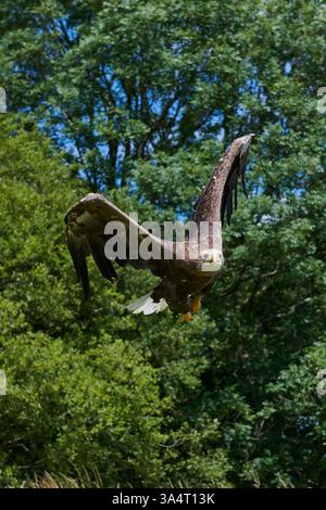 Aigle de mer à queue blanche en vol vu dans le sud du pays de Galles Royaume-Uni 2022 Banque D'Images