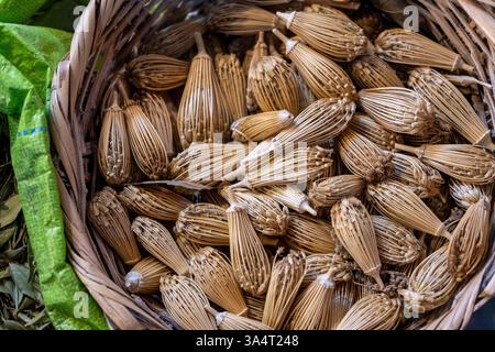 Bâtonnets d'anis pour l'hygiène bucco-dentaire, marché souk, Tanger, Maroc, Afrique du Nord Banque D'Images