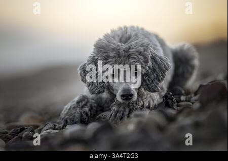 Caniche standard royale Banque D'Images