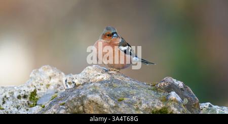 Pinson des arbres sur un rocher - Fringilla coelebs - Chaffinch eurasien sur un rocher Banque D'Images