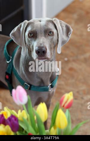 Portrait d'un chien de Weimaraner avec des fleurs de tulipes Banque D'Images