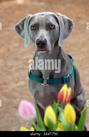 Portrait d'un chien de Weimaraner avec des fleurs de tulipes Banque D'Images