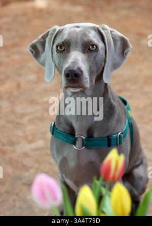 Portrait d'un chien de Weimaraner avec des fleurs de tulipes Banque D'Images