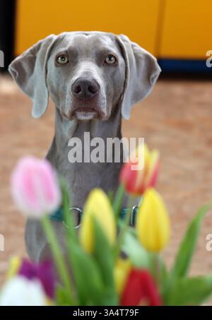 Portrait d'un chien de Weimaraner avec des fleurs de tulipes Banque D'Images