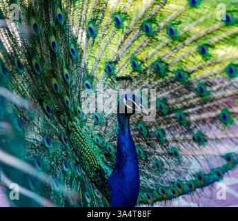 Les photos montrent un paon dont la queue est entièrement déployée. Son plumage présente des tons bleus et verts éclatants, avec les motifs caractéristiques des yeux Banque D'Images