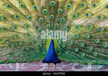 Les photos montrent un paon dont la queue est entièrement déployée. Son plumage présente des tons bleus et verts éclatants, avec les motifs caractéristiques des yeux Banque D'Images