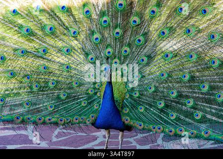 Les photos montrent un paon dont la queue est entièrement déployée. Son plumage présente des tons bleus et verts éclatants, avec les motifs caractéristiques des yeux Banque D'Images