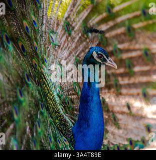 Les photos montrent un paon dont la queue est entièrement déployée. Son plumage présente des tons bleus et verts éclatants, avec les motifs caractéristiques des yeux Banque D'Images