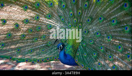 Les photos montrent un paon dont la queue est entièrement déployée. Son plumage présente des tons bleus et verts éclatants, avec les motifs caractéristiques des yeux Banque D'Images