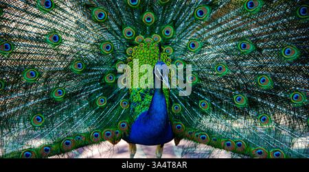 Les photos montrent un paon dont la queue est entièrement déployée. Son plumage présente des tons bleus et verts éclatants, avec les motifs caractéristiques des yeux Banque D'Images