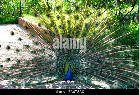 Les photos montrent un paon dont la queue est entièrement déployée. Son plumage présente des tons bleus et verts éclatants, avec les motifs caractéristiques des yeux Banque D'Images