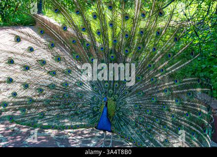 Les photos montrent un paon dont la queue est entièrement déployée. Son plumage présente des tons bleus et verts éclatants, avec les motifs caractéristiques des yeux Banque D'Images