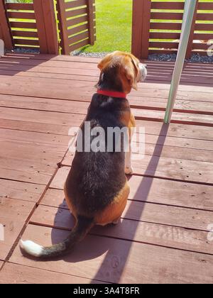 Chien Beagle attendant sur la terrasse dans le jardin Banque D'Images