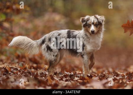 Berger Australien miniature Banque D'Images