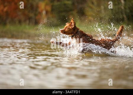 Nova Scotia Duck Tolling Retriever Banque D'Images