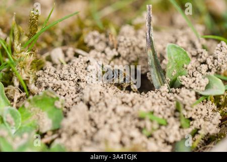 Gros plan d'une abeille solitaire émergeant de son nid souterrain. Banque D'Images