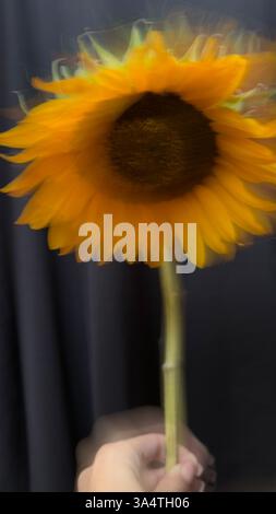 Une capture artistique verticale d'un tournesol en mouvement avec un effet de flou. Les pétales flous créent une sensation de mouvement, renforcée par le contraste Banque D'Images