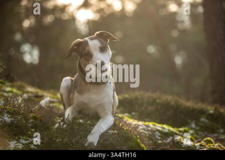 Staffordshire Bull Terrier Banque D'Images