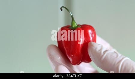 Mains féminines dans des gants tenant un piment rouge chaud. Mise au point sélective. Banque D'Images