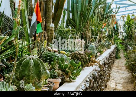 serre avec des plantes (plantes méchantes : succulents, cactus). Photo de haute qualité Banque D'Images