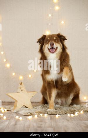 Berger australien dans la décoration de noël Banque D'Images