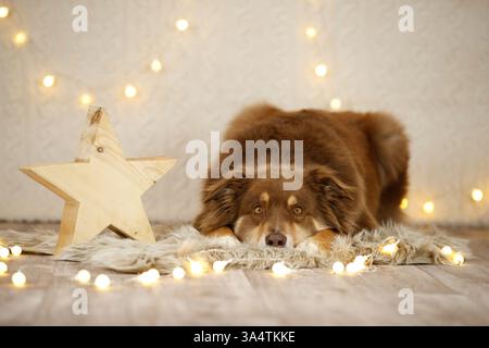 Berger australien dans la décoration de noël Banque D'Images