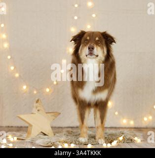 Berger australien dans la décoration de noël Banque D'Images