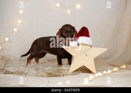 Teckel à poil dur décoré de noël Banque D'Images