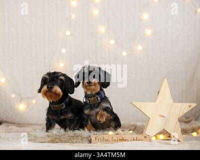 Teckel à poil dur décoré de noël Banque D'Images