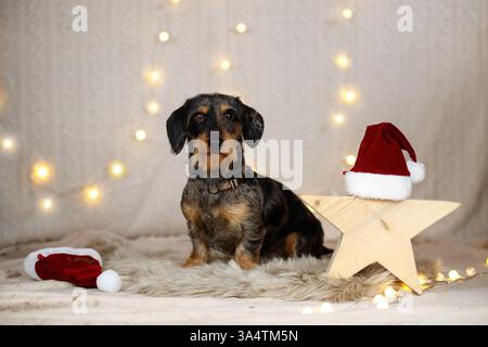Teckel à poil dur décoré de noël Banque D'Images